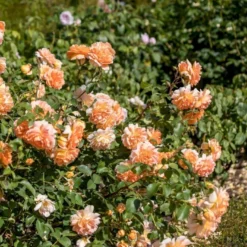 'Dame Judi Dench'™ Rosa X 'Dame Judi Dench'™ (Engelsk Rose) A-Kvalitet,- Barrods Roser Min. 3 Grene -Tilbud Lys Haven Butik p37670 52968 rosa x dame judi dench engelsk rose 114c