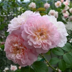 'Elisabeth'™ Rosa X 'Elisabeth'™ (Engelsk Rose) A-Kvalitet,- Barrods Roser Min. 3 Grene