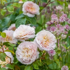 'Emily Brontë'™ Rosa X 'Emily Brontë'™ (Engelsk Rose) A-Kvalitet,- Barrods Roser Min. 3 Grene