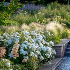 'Kew Gardens'™ Rosa X 'Kew Gardens'™ (Engelsk Rose) A-Kvalitet,- Barrods Roser Min. 3 Grene -Tilbud Lys Haven Butik p37673 53046 rosa x kew gardens engelsk rose d616