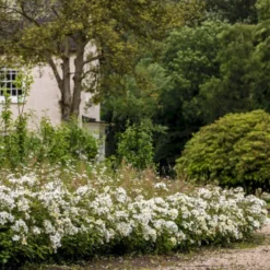 'Kew Gardens'™ Rosa X 'Kew Gardens'™ (Engelsk Rose) A-Kvalitet,- Barrods Roser Min. 3 Grene -Tilbud Lys Haven Butik p37673 53048 rosa x kew gardens engelsk rose 13ad