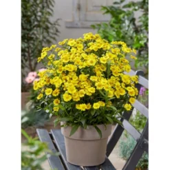 Solbrud 'Lemon Sundae' Helenium 'Lemon Sundae' 1 Liter Potte -Tilbud Lys Haven Butik p37684 52583 helenium lemon sundae cd51