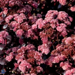 Sankthansurt 'Chocolate Cherry' Sedum 'Chocolate Cherry' 1 Liter Potte