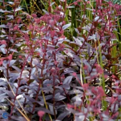 Sankthansurt 'Chocolate Cherry' Sedum 'Chocolate Cherry' 1 Liter Potte -Tilbud Lys Haven Butik p37695 53951 sedum chocolate cherry 527e