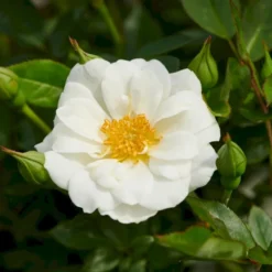 'White Cover'® Rosa X 'White Cover'® (Bunddækkerose) A-Kvalitet,- Barrods Roser Min. 3 Grene -Tilbud Lys Haven Butik p376 52025 rosa x white cover bunddaekkerose 1dbe