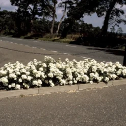 'White Cover'® Rosa X 'White Cover'® (Bunddækkerose) A-Kvalitet,- Barrods Roser Min. 3 Grene -Tilbud Lys Haven Butik p376 52026 rosa x white cover bunddaekkerose f029