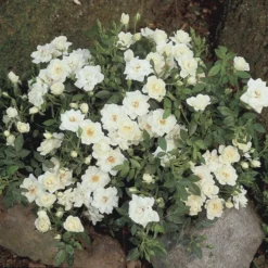 'White Cover'® Rosa X 'White Cover'® (Bunddækkerose) A-Kvalitet,- Barrods Roser Min. 3 Grene -Tilbud Lys Haven Butik p376 52027 rosa x white cover bunddaekkerose 544a