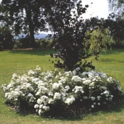 'White Cover'® Rosa X 'White Cover'® (Bunddækkerose) A-Kvalitet,- Barrods Roser Min. 3 Grene -Tilbud Lys Haven Butik p376 52028 rosa x white cover bunddaekkerose 0581