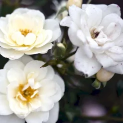 'White Cover'® Rosa X 'White Cover'® (Bunddækkerose) A-Kvalitet,- Barrods Roser Min. 3 Grene -Tilbud Lys Haven Butik p376 52029 rosa x white cover bunddaekkerose 1712