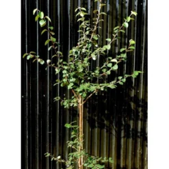 Æblekvæde 'Konstantinopel' Cydonia Oblonga 'Konstantinopel' Potte 7,5 Liter 125-150 Cm.