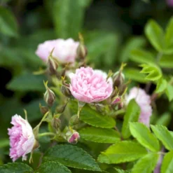 Rynket Rose 'Pink Grootendorst' Rosa Rugosa 'Pink Grootendorst' A-Kvalitet,- Barrods Roser Min. 3 Grene