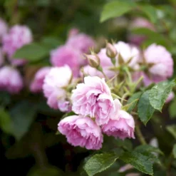 Rynket Rose 'Pink Grootendorst' Rosa Rugosa 'Pink Grootendorst' A-Kvalitet,- Barrods Roser Min. 3 Grene -Tilbud Lys Haven Butik p380 52499 rosa rugosa pink grootendorst 319b