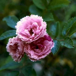 Rynket Rose 'Pink Grootendorst' Rosa Rugosa 'Pink Grootendorst' A-Kvalitet,- Barrods Roser Min. 3 Grene -Tilbud Lys Haven Butik p380 52500 rosa rugosa pink grootendorst 56de