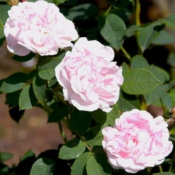 'Maidens Blush' Rosa Alba 'Maidens Blush' (Albarose) A-Kvalitet,- Barrods Roser Min. 3 Grene
