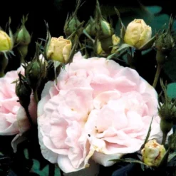 'Maidens Blush' Rosa Alba 'Maidens Blush' (Albarose) A-Kvalitet,- Barrods Roser Min. 3 Grene -Tilbud Lys Haven Butik p381 52456 rosa alba maidens blush albarose d1ff