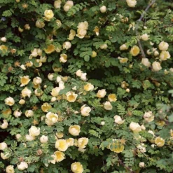 Gul Kinarose Rosa Hugonis (Hugo-rose) A-Kvalitet,- Barrods Roser Min. 3 Grene -Tilbud Lys Haven Butik p384 52870 rosa hugonis hugo rose 1206