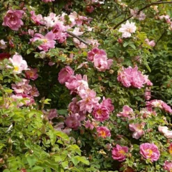 'Marguerite Hilling' Rosa Moyesii 'Marguerite Hilling' (Mandarinrose) A-Kvalitet,- Barrods Roser Min. 3 Grene -Tilbud Lys Haven Butik p386 52459 rosa moyesii marguerite hilling mandarinrose 6ec9