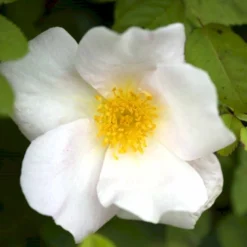 'Nevada' Rosa Moyesii 'Nevada' (Mandarinrose) A-Kvalitet,- Barrods Roser Min. 3 Grene -Tilbud Lys Haven Butik p387 52476 rosa moyesii nevada mandarinrose e3ba