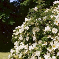 'Nevada' Rosa Moyesii 'Nevada' (Mandarinrose) A-Kvalitet,- Barrods Roser Min. 3 Grene -Tilbud Lys Haven Butik p387 52477 rosa moyesii nevada mandarinrose 597f