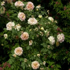 'Frühlingsduft'® Rosa Pimpinellifolia 'Frühlingsduft'® (Klitrose) A-Kvalitet,- Barrods Roser Min. 3 Grene -Tilbud Lys Haven Butik p388 53571 rosa pimpinellifolia fruehlingsduft klitrose d3ad