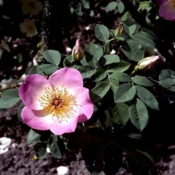 'Frühlingsmorgen'® Rosa Pimpinellifolia 'Frühlingsmorgen'® (Klitrose) A-Kvalitet,- Barrods Roser Min. 3 Grene