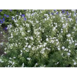 Bølgekronet Storkenæb 'Album' Geranium Phaeum 'Album' 1 Liter Potte