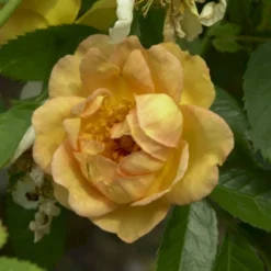 'Maigold'® Rosa Pimpinellifolia 'Maigold'® (Klitrose) A-Kvalitet,- Barrods Roser Min. 3 Grene