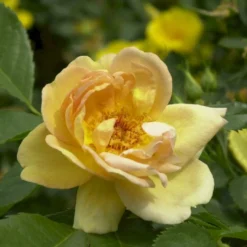 'Maigold'® Rosa Pimpinellifolia 'Maigold'® (Klitrose) A-Kvalitet,- Barrods Roser Min. 3 Grene -Tilbud Lys Haven Butik p391 53607 rosa pimpinellifolia maigold klitrose a4bb