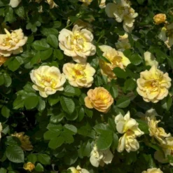 'Maigold'® Rosa Pimpinellifolia 'Maigold'® (Klitrose) A-Kvalitet,- Barrods Roser Min. 3 Grene -Tilbud Lys Haven Butik p391 53608 rosa pimpinellifolia maigold klitrose 5b4a