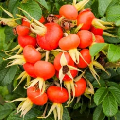 Rynket Rose 'Fru Dagmar Hastrup' Rosa Rugosa 'Fru Dagmar Hastrup' A-Kvalitet,- Barrods Roser Min. 3 Grene -Tilbud Lys Haven Butik p392 54008 rosa rugosa fru dagmar hastrup d459