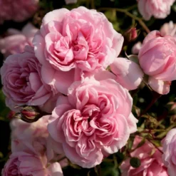 'Home And Garden'® Rosa X 'Home And Garden'® (Buketrose) A-Kvalitet,- Barrods Roser Min. 3 Grene -Tilbud Lys Haven Butik p3953 53583 rosa x home and garden buketrose 0cd5