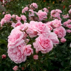 'Home And Garden'® Rosa X 'Home And Garden'® (Buketrose) A-Kvalitet,- Barrods Roser Min. 3 Grene -Tilbud Lys Haven Butik p3953 53585 rosa x home and garden buketrose 3288