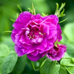 Rynket Rose 'Hansa' Rosa Rugosa 'Hansa' A-Kvalitet,- Barrods Roser Min. 3 Grene -Tilbud Lys Haven Butik p395 52418 rosa rugosa hansa b3be