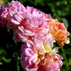 'Alchymist' Rosa X 'Alchymist' (Slyngrose) A-Kvalitet,- Barrods Roser Min. 3 Grene