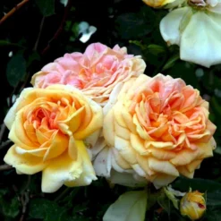 'Alchymist' Rosa X 'Alchymist' (Slyngrose) A-Kvalitet,- Barrods Roser Min. 3 Grene -Tilbud Lys Haven Butik p3977 52299 rosa x alchymist slyngrose 92f7