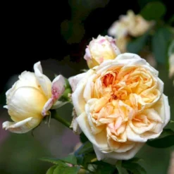 'Alchymist' Rosa X 'Alchymist' (Slyngrose) A-Kvalitet,- Barrods Roser Min. 3 Grene -Tilbud Lys Haven Butik p3977 52300 rosa x alchymist slyngrose 392b