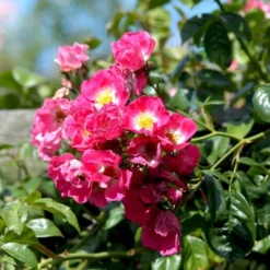 'American Pillar' Rosa X 'American Pillar' (Slyngrose) A-Kvalitet,- Barrods Roser Min. 3 Grene