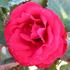 'Pussta'® Rosa X 'Pussta'® (Buketrose) A-Kvalitet,- Barrods Roser Min. 3 Grene
