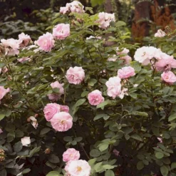 'Celestial' Rosa Alba 'Celestial' (Albarose) A-Kvalitet,- Barrods Roser Min. 3 Grene -Tilbud Lys Haven Butik p3987 52326 rosa alba celestial albarose 9876