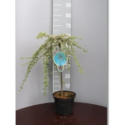 Dværgmispel 'Juliette' Cotoneaster Suecicus 'Juliette' Opstammet 40 Cm. Med Potte