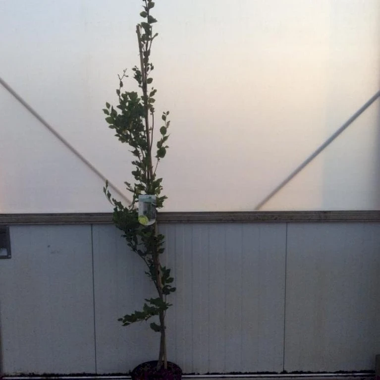 Gul Søjlebøg 'Dawyck Gold' Fagus Sylvatica 'Dawyck Gold' Potte 15 Liter,- 200-250 Cm. 1 Gul Søjlebøg 'Dawyck Gold' Fagus Sylvatica 'Dawyck Gold' Potte 15 Liter,- 200-250 Cm.