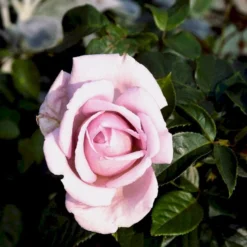 'Bering™ Renaissance'® Rosa X 'Bering™ Renaissance'® (Renaissancerose) A-Kvalitet,- Barrods Roser Min. 3 Grene -Tilbud Lys Haven Butik p401 52113 rosa x bering renaissance renaissancerose 6f5c