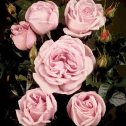 'Bering™ Renaissance'® Rosa X 'Bering™ Renaissance'® (Renaissancerose) A-Kvalitet,- Barrods Roser Min. 3 Grene -Tilbud Lys Haven Butik p401 52114 rosa x bering renaissance renaissancerose 4559