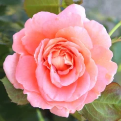 'Bonita™ Renaissance'® Rosa X 'Bonita™ Renaissance'® (Renaissancerose) A-Kvalitet,- Barrods Roser Min. 3 Grene -Tilbud Lys Haven Butik p402 52121 rosa x bonita renaissance renaissancerose d03a