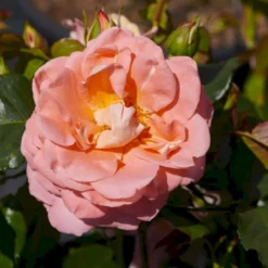 'Bonita™ Renaissance'® Rosa X 'Bonita™ Renaissance'® (Renaissancerose) A-Kvalitet,- Barrods Roser Min. 3 Grene -Tilbud Lys Haven Butik p402 52122 rosa x bonita renaissance renaissancerose 04b8