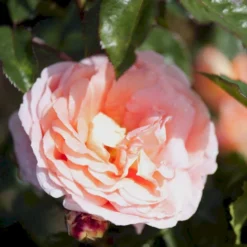 'Bonita™ Renaissance'® Rosa X 'Bonita™ Renaissance'® (Renaissancerose) A-Kvalitet,- Barrods Roser Min. 3 Grene -Tilbud Lys Haven Butik p402 52124 rosa x bonita renaissance renaissancerose 12bd