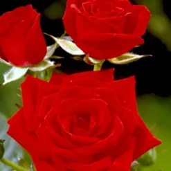 'Brillant'® Rosa X 'Brillant'® (Slyngrose) A-Kvalitet,- Barrods Roser Min. 3 Grene -Tilbud Lys Haven Butik p403 52317 rosa x brillant slyngrose 72da