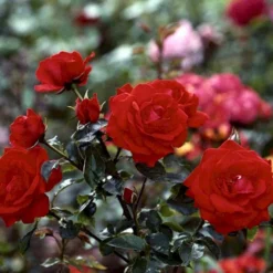 'Brillant'® Rosa X 'Brillant'® (Slyngrose) A-Kvalitet,- Barrods Roser Min. 3 Grene -Tilbud Lys Haven Butik p403 52318 rosa x brillant slyngrose 69c4