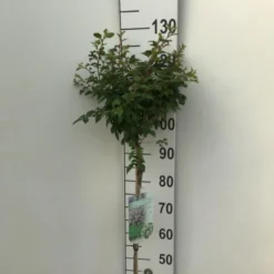 Fuji-kirsebær 'Kojou-no-mai' Prunus Incisa 'Kojou-no-mai' Opstammet 90 Cm. 7,5 Liter Potte