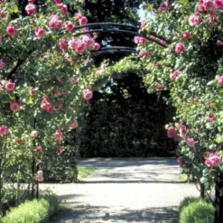 'Étude' Rosa X 'Étude' (Buskrose) A-Kvalitet,- Barrods Roser Min. 3 Grene -Tilbud Lys Haven Butik p407 52367 rosa x etude buskrose deef